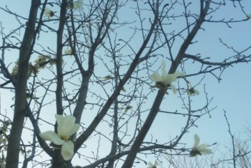 Au înflorit magnoliile în Parcul „Ion Dobre“
